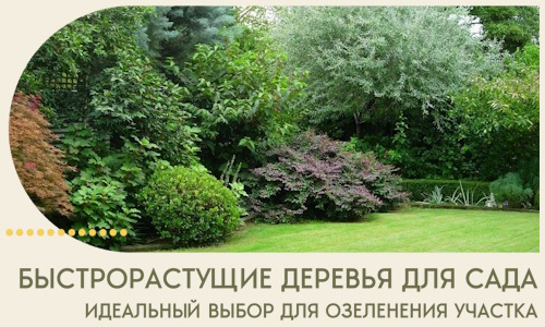 Быстрорастущие деревья для сада идеальный выбор в Люберцах