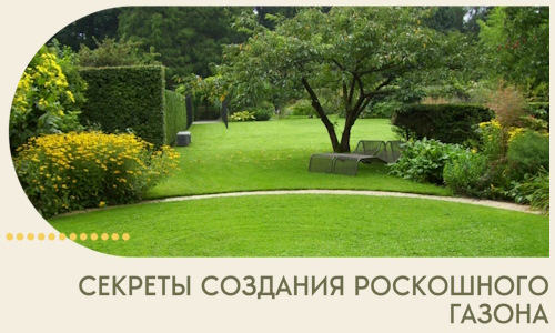 Секреты создания роскошного газона в Люберцах